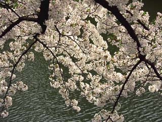 ���i��w�ɍ��g�h